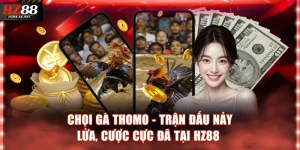 Chọi gà Thomo