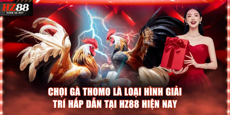 Chọi gà Thomo loại hình giải trí hấp dẫn tại HZ88 